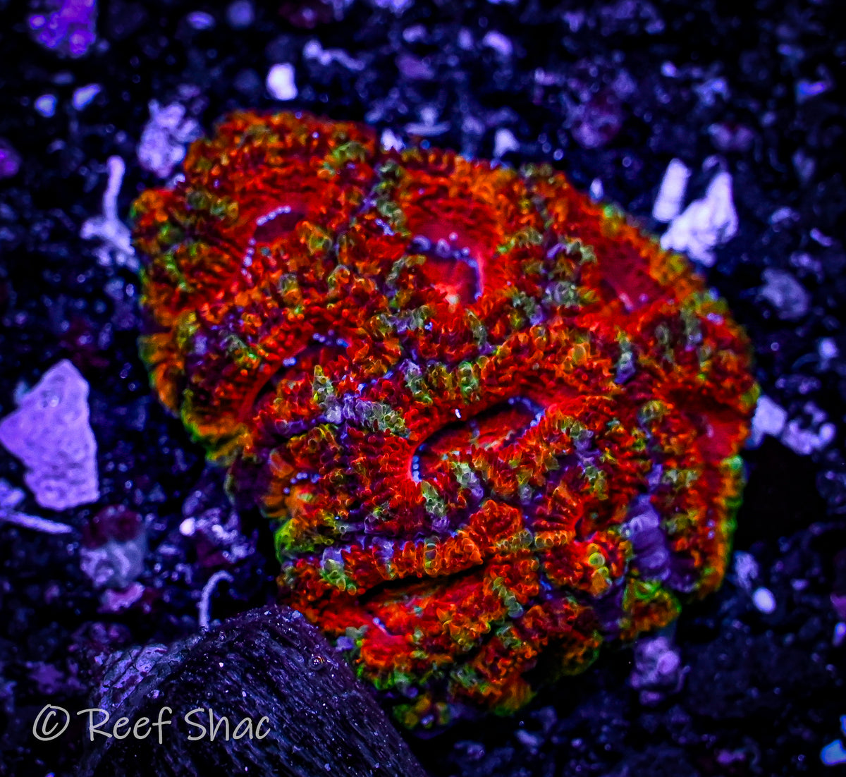 Ultra Rainbow Acan Mini Colony Reef Shac Aquarium Store