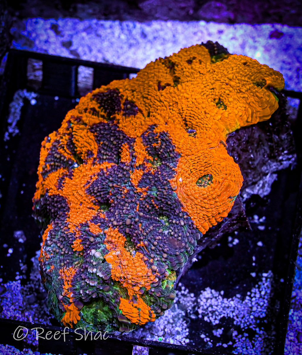 Agent Orange Acan Echinata Colony Reef Shac Aquarium Store