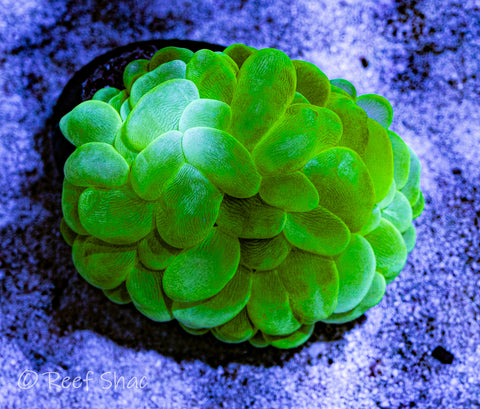 Neon Green Bubble Coral