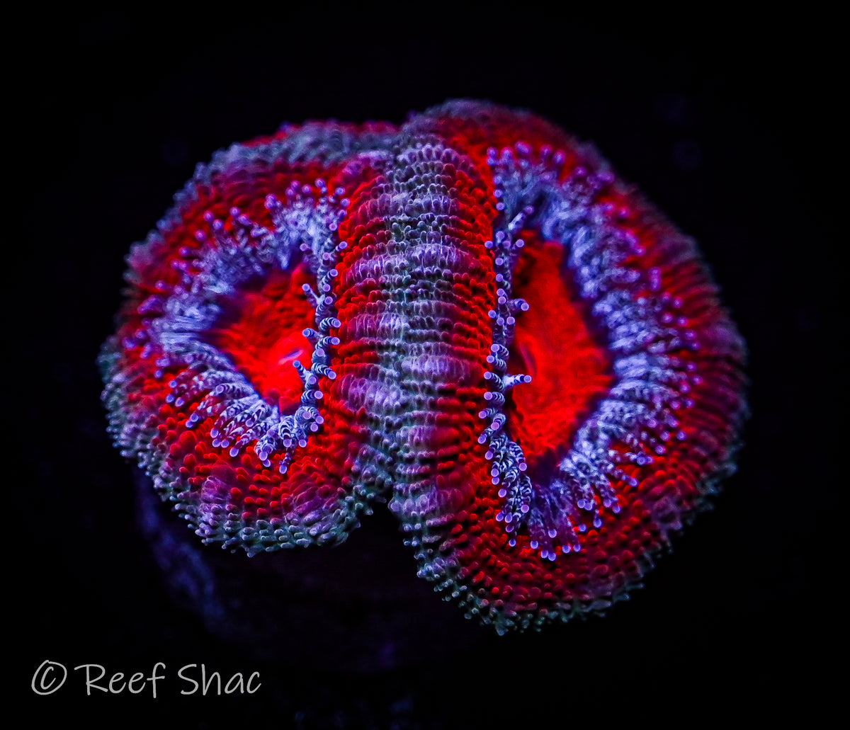 Red and Blue Acan Lord Reef Shac Aquarium Store