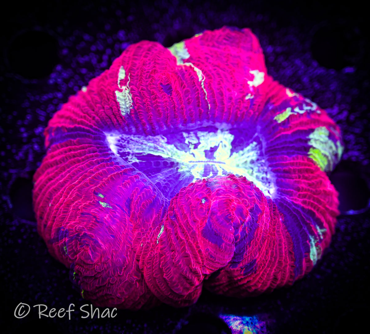 Red Welso Brain Reef Shac Aquarium Store