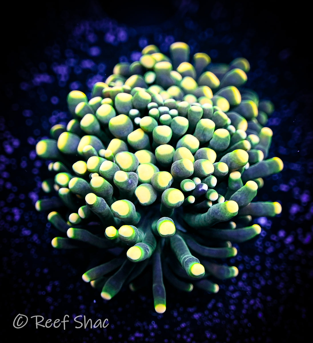 Lemon Lime Torch Reef Shac Aquarium Store
