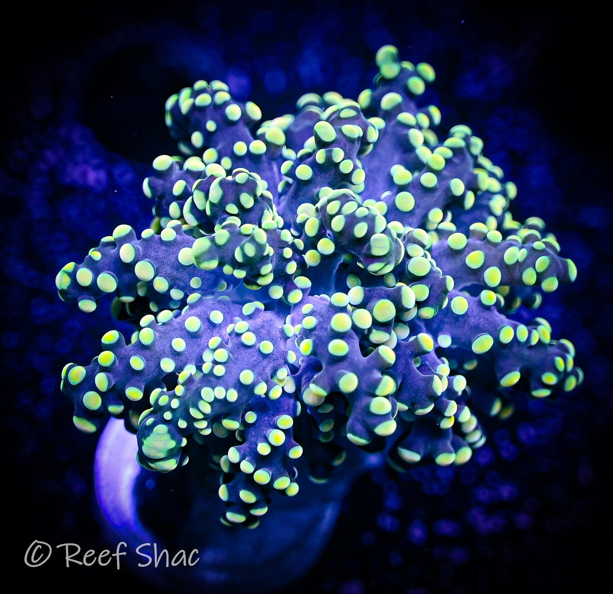 Green Octospawn Reef Shac Aquarium Store