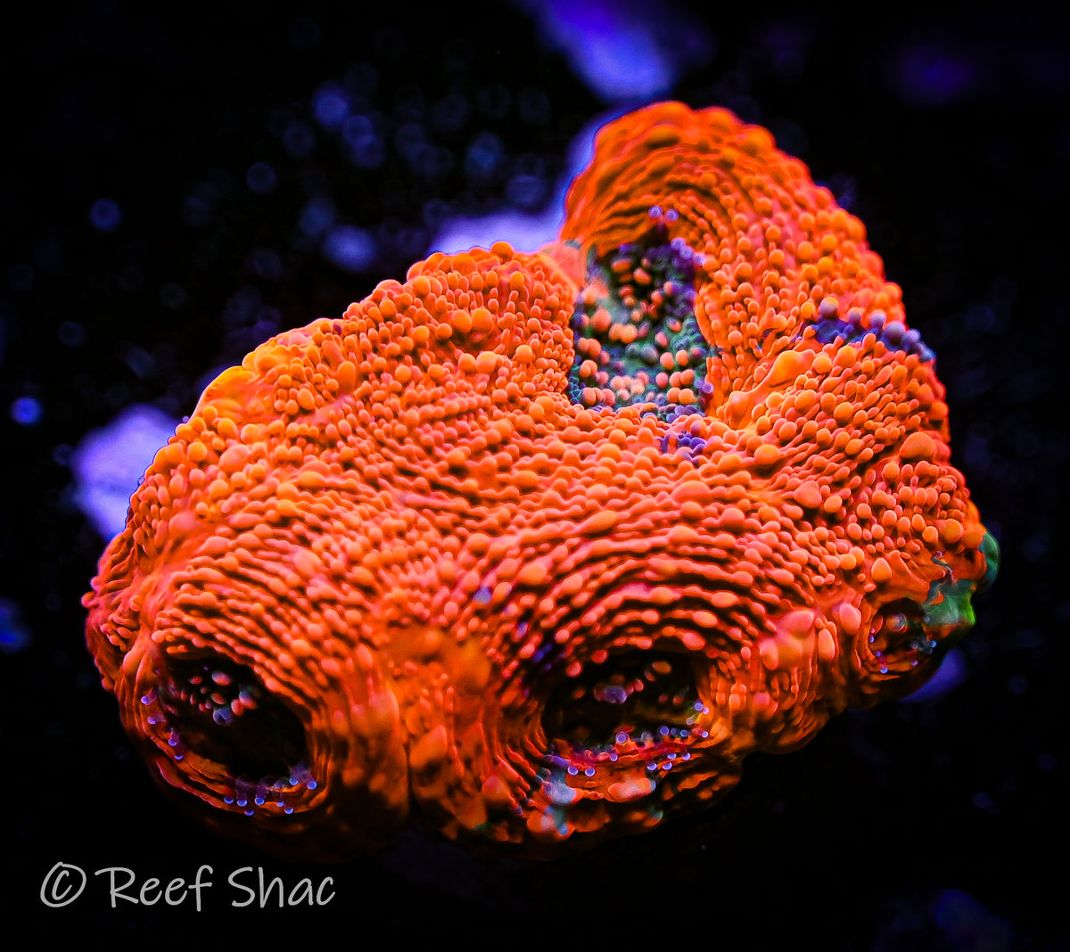 Agent Orange Acan Echinata Reef Shac Aquarium Store