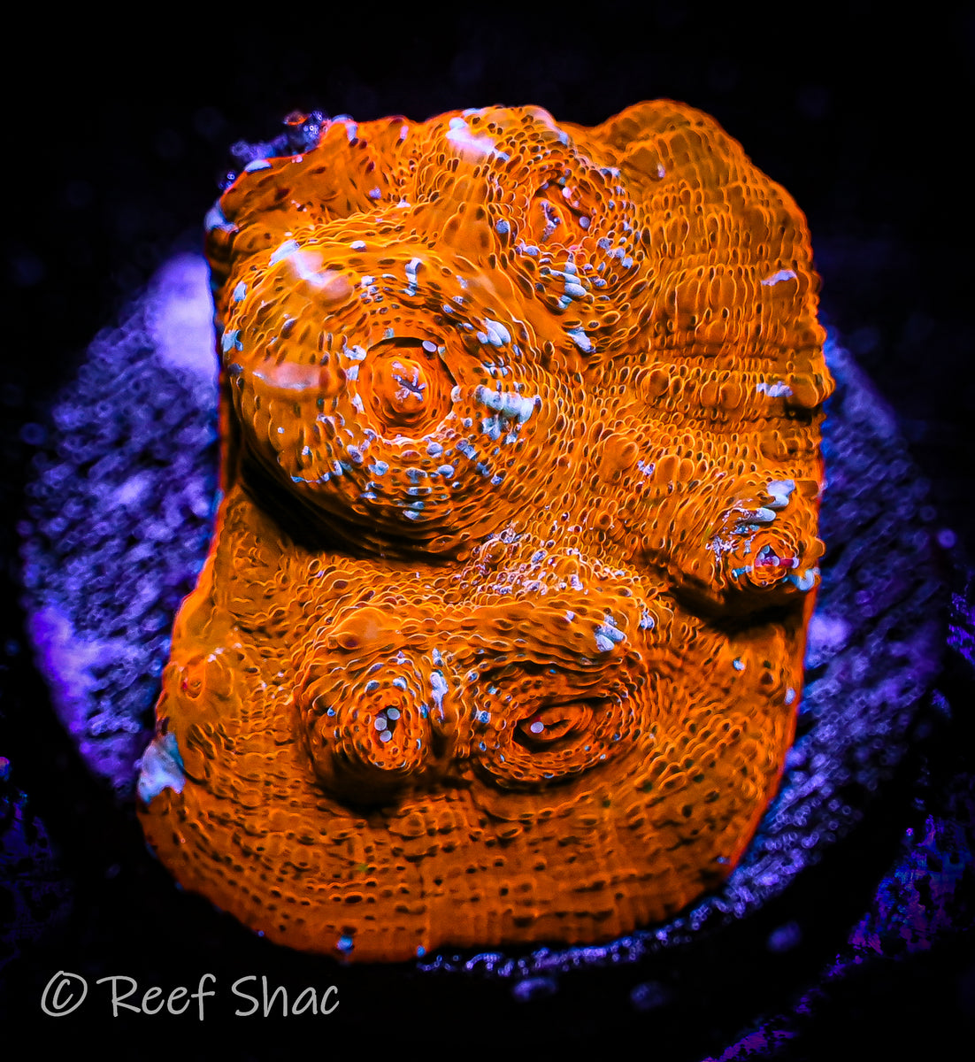 Orange Creamsicle Chalice Reef Shac Aquarium Store