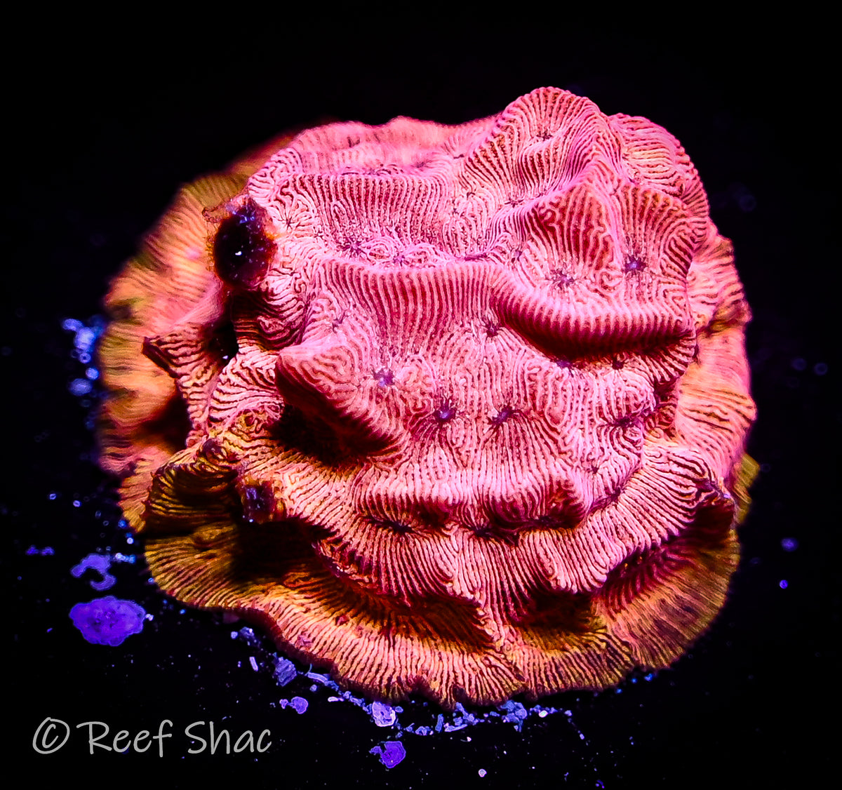 Peach Lepto Reef Shac Aquarium Store