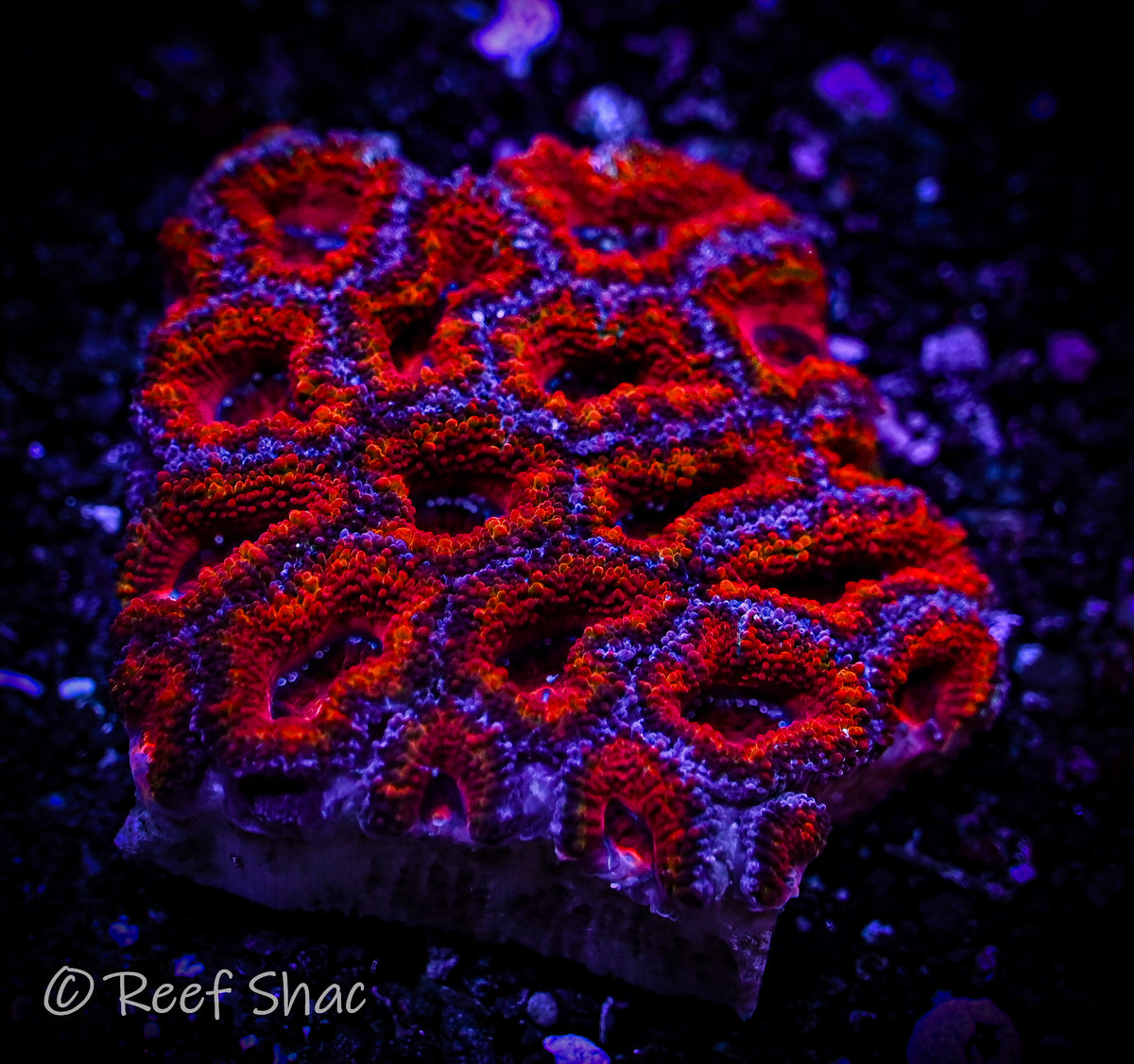 Red and Blue Acan Mini Colony Reef Shac Aquarium Store