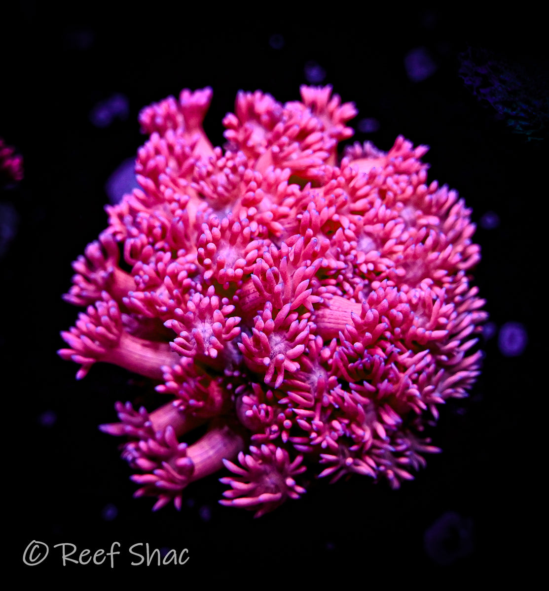 Hot Pink Goniopora Reef Shac Aquarium Store