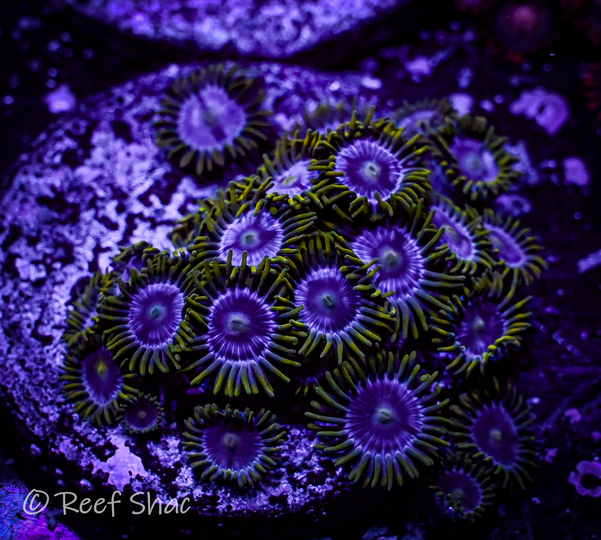 Steel Blue Zoa 12+ Polyp Reef Shac Aquarium Store
