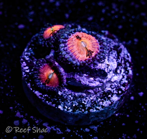 WWC Halle Berry Zoa 3 Polyp
