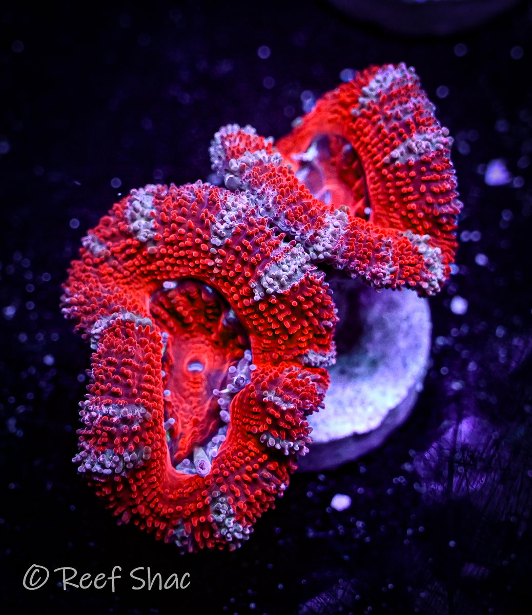 Red Stripe Acan 2 Polyp Reef Shac Aquarium Store