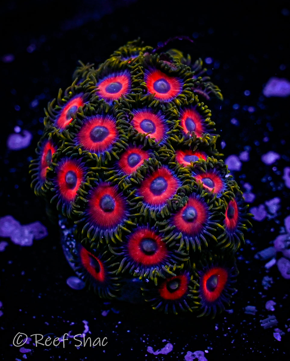 Jungle Juice Zoa 20+ Polyp Reef Shac Aquarium Store