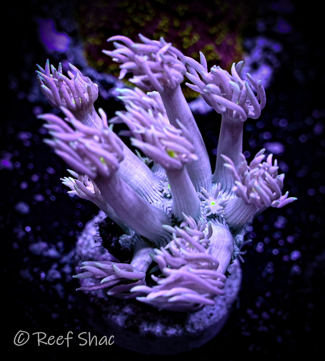 Lavender Goniopora Reef Shac Aquarium Store