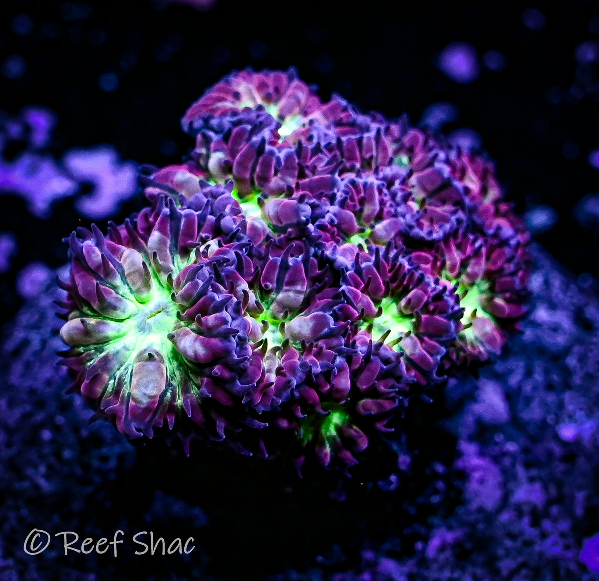 Purple Blasto Merletti Reef Shac Aquarium Store