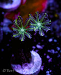 Neon Green Clove Polyp