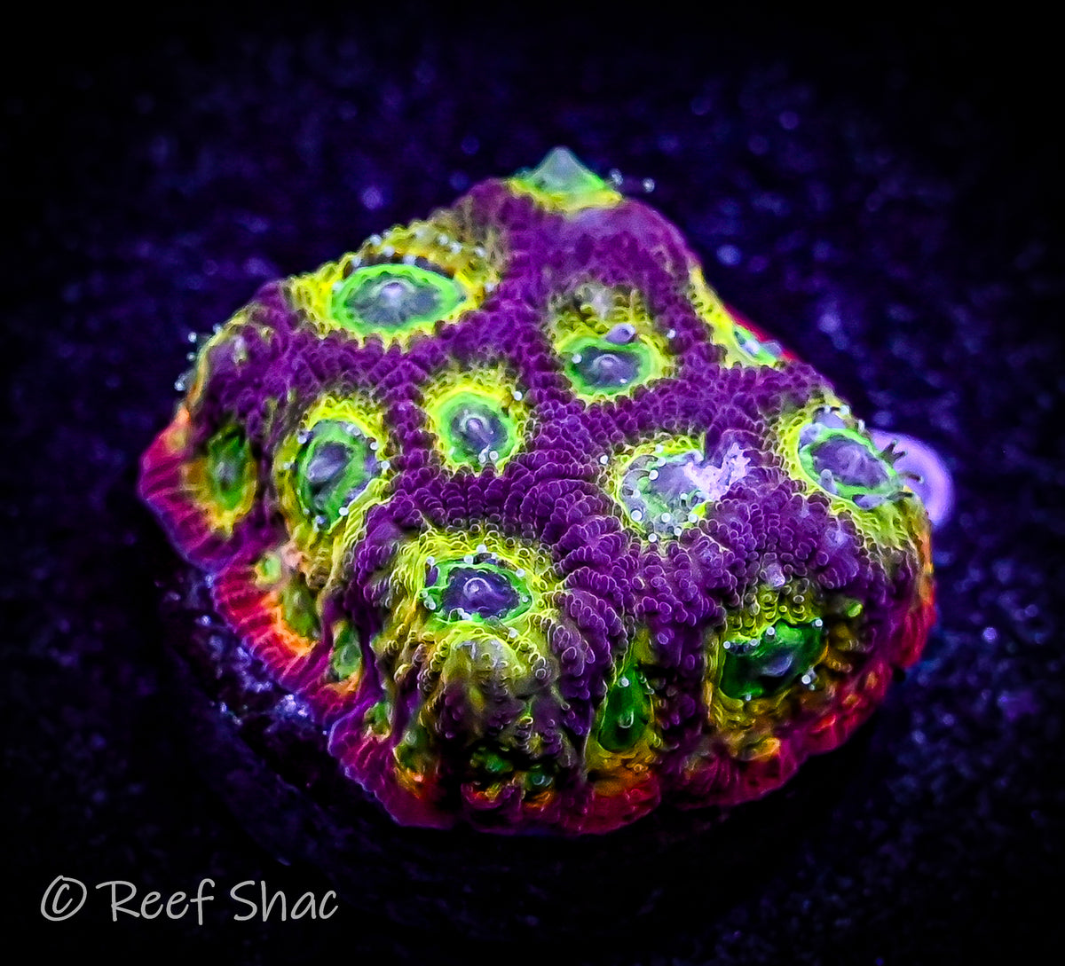 Spicy Lemon Favia Reef Shac Aquarium Store