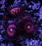 Night Crawlers Zoa