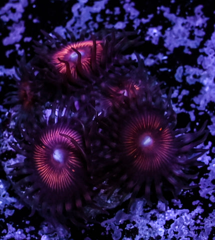 Night Crawlers Zoa