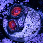 Armageddon Zoa 5 Polyp