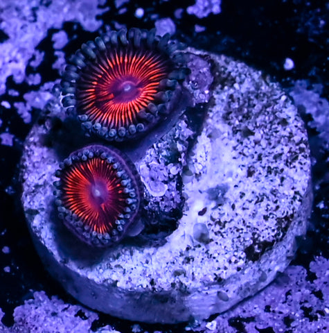 Armageddon Zoa 5 Polyp