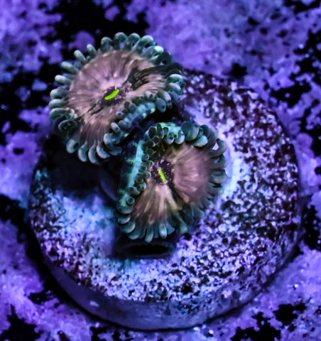 Hawaiian Ding Dang Zoa