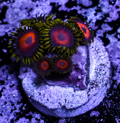 Eagle Eye Zoa