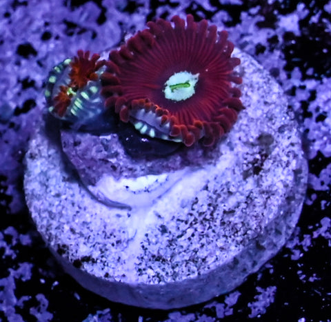 Magician Zoa