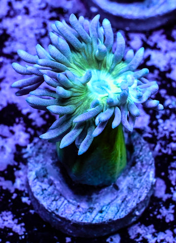Duncan