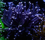 Pink Tip Torch 2 Polyp