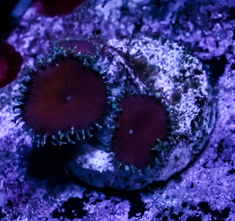 Red Death Paly