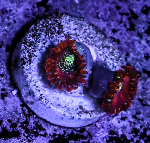 Magician Zoa
