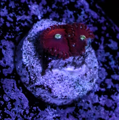 Magician Zoa