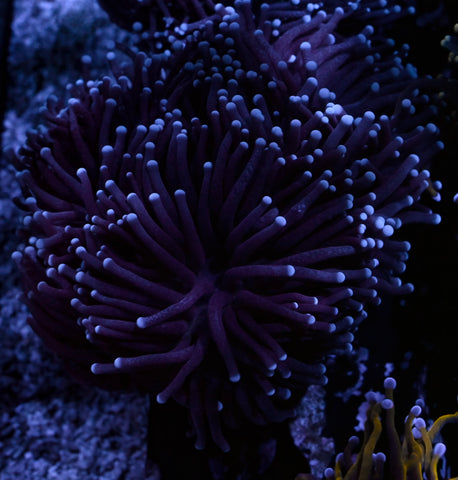 Big Blue Torch 5 Polyp