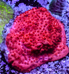 Super Red Encrusting Montipora