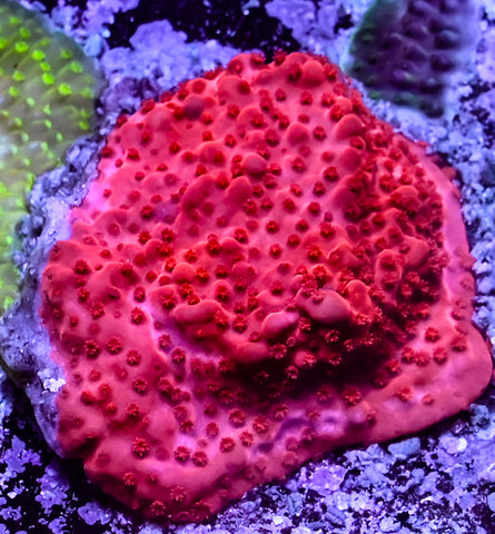 Super Red Encrusting Montipora