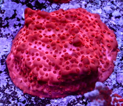 Super Red Encrusting Monitpora