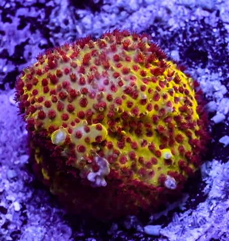 JF Burning Banana Stylo