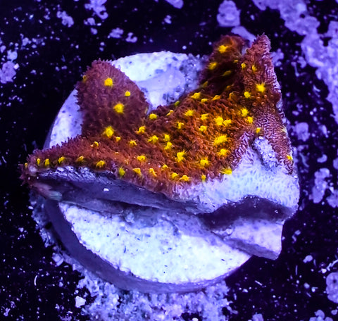 Starburst Psammocora
