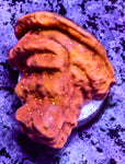 JF Sun God Leptoseris