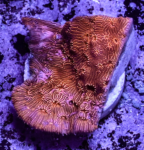 Metallic Orange Encrusting Pavona