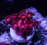 Fire Red Goniopora