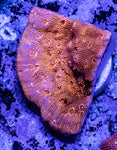 Metallic Orange Encrusting Pavona