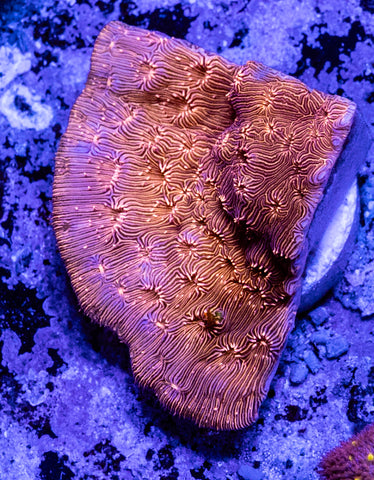 Metallic Orange Encrusting Pavona