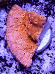 Metallic Orange Encrusting Pavona