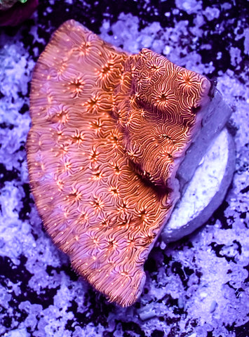 Metallic Orange Encrusting Pavona