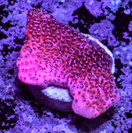 Mystic Sunset Montipora