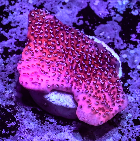 Mystic Sunset Montipora