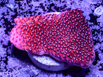 Mystic Sunset Montipora