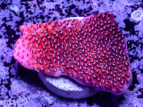Mystic Sunset Montipora
