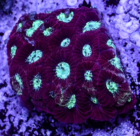 Magma Frost Favia